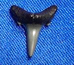 Carcharias acutissimus (AGASSIZ 1843) - Bild © FossNet FossilienStore